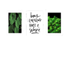 Placas Mdf Plantas 3 Un