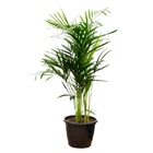 Planta  Areca Bambu Pote 24