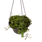 Planta  Rosário (colar de pérola c21 )