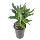 Planta Aglaonema Tropic Luckiest PT14