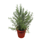 Planta Alecrim Pote 24