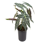 Planta Alocasia Amazonica PT23
