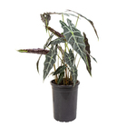 Planta Alocasia Amazonica PT23
