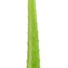 Planta Aloe pote 15