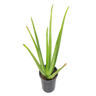Planta Aloe pote 15