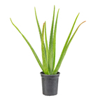 Planta Aloe pote 15