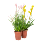 Planta Anigozanthos Variado PT15