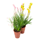 Planta Anigozanthos Variado PT15