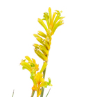 Planta Anigozanthos Variado PT15