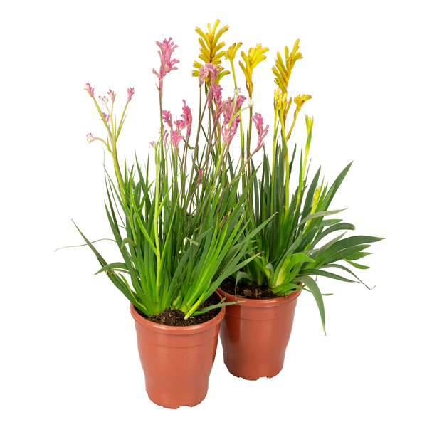 Planta Anigozanthos Variado PT19