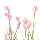 Planta Anigozanthos Variado PT19