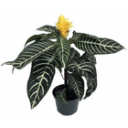 Planta Aphelandra Pote 20
