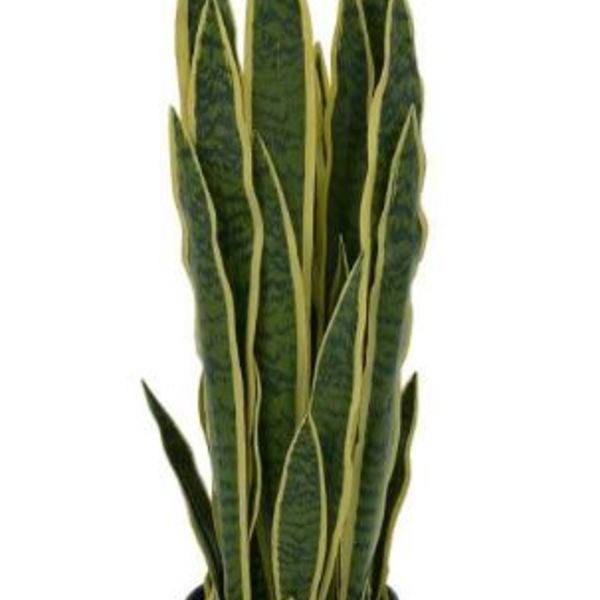 Planta Artificial Arvore Espada De Sao Jorge Verde Claro 80cm