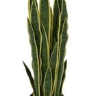 Planta Artificial Árvore Espada-de-são-jorge Verde Claro 80cm