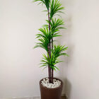 Planta Artificial Árvore Yucca Verde1,90m