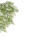 Planta Artificial Avenquinha 80cm Verde Florarte