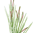 Planta Artificial Capim com Rabo de Gato Verde-Rosa 72cm Daeve