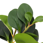 Planta Artificial Clusia Coat Real 33cm