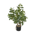 Planta Artificial Clusia Real  78cm