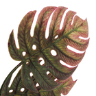 Planta Artificial Costela de Adão 40x17cm Verde Outono Grillo