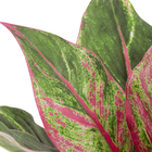 Planta Artificial Dieffenbachia 50x40x50cm Verde Vermelho Grillo