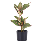 Planta Artificial Dieffenbachia 50x40x50cm Verde Vermelho Grillo