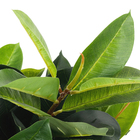 Planta Artificial Ficus Real 85cm