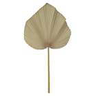 Planta Artificial Folha Eva Leque Bege Florarte