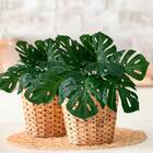 Planta Artificial Folha Flexível Costela De Adão 20 Unidades