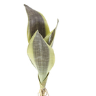 Planta Artificial Folhagem Espada de São Jorge 36cm