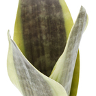 Planta Artificial Folhagem Espada de São Jorge 36cm