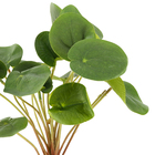 Planta Artificial Folhagem Real Toque 50cm