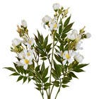 Planta Artificial Haste Flor Do Campo 11cm Creme Grillo