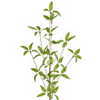 Planta Artificial Haste Folhas 4cm Verde Grillo