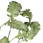 Planta Artificial Haste Folhas 90X25cm Grillo