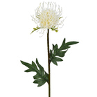Planta Artificial Haste Licospermum 56X11cm Grillo