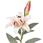 Planta Artificial Haste Lirio 16cm Creme Grillo