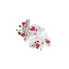 Planta Artificial Hastes Orquídea Phalaenopsis 55cm Branca Beauty Florarte