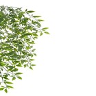 Planta Artificial Jasmim 80cm Verde Florarte