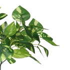 Planta Artificial Jiboia 28cm Verde Florarte