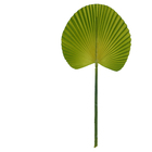 Planta Artificial Leque Verde 36cm Florarte