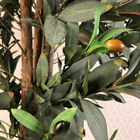 Planta Artificial Permanente Valence Oliveira 160cm