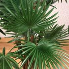 Planta Artificial Permanente Valence Palma 150cm - 829