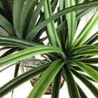 Planta Artificial Permanente Valence Pandanus 153cm