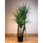 Planta Artificial Permanente Valence Pandanus 153cm