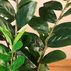 Planta Artificial Permanente Valence Zamioculcas 100cm