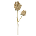 Planta Artificial Protea Eva Bege Florarte