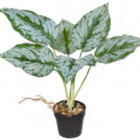 Planta Árvore Artificial Aglaonema Real Toque C/raiz X6 Verde