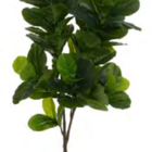 Planta Árvore Artificial Ficus Lyrata Real Toque X72 Verde 1,