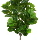 Planta Árvore Artificial Ficus Lyrata Real Toque X82 Verde 1,